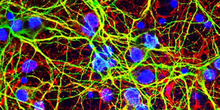 How the Brain Protects Itself from West Nile Virus