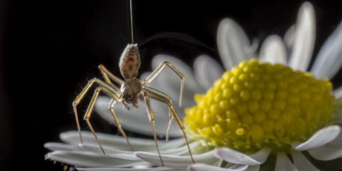 Spiders May Use Electric Fields to Go 'Ballooning'