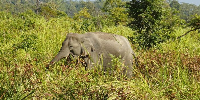 Elephants Consuming Plastic from Landfills are Dying