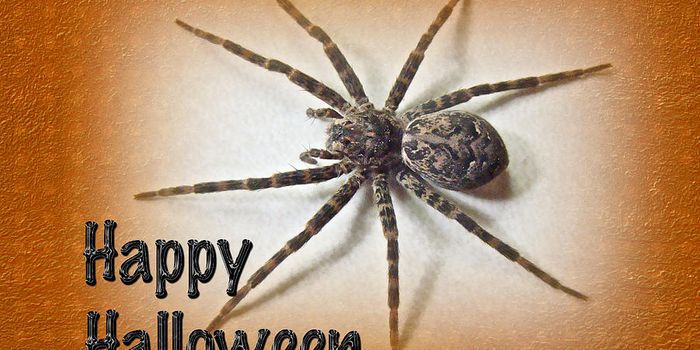 Small Animal Phobia and Virtual reality