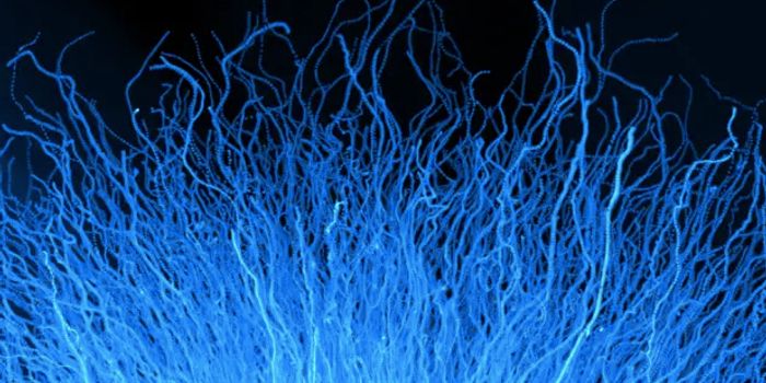 How Immune Cells Can Make Their Own Movements More Effective