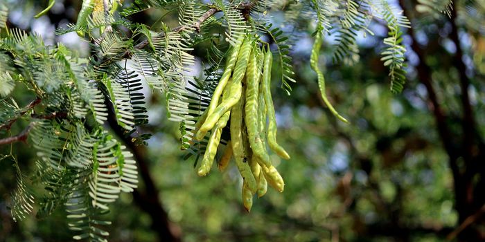 Invasive species reduce water resources in Ethiopia