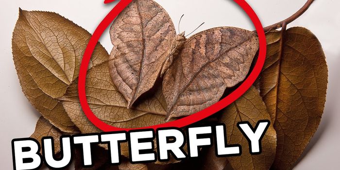 10 Masters Of Disguise: Animal Edition