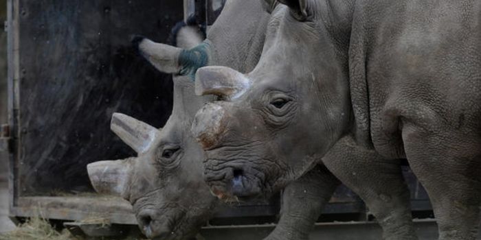One of the World's Five Remaining Northern White Rhinos Dies