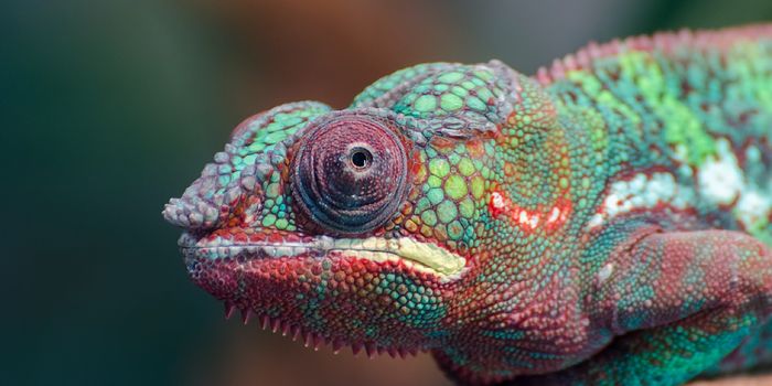 The Awesome Science Behind Chameleons