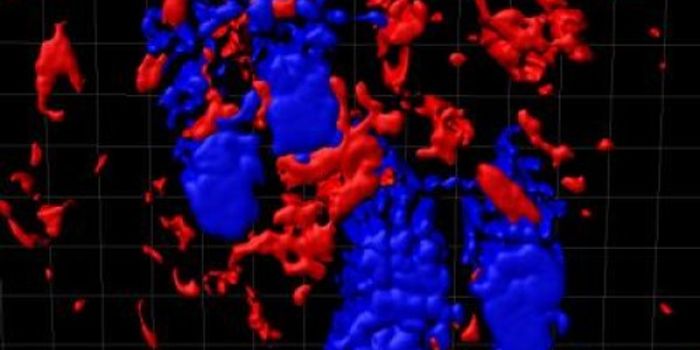 A Gene for Brain Size - Only Found in Humans