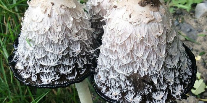 Protein in 'Shaggy' Mushroom Could Fight Leukemia