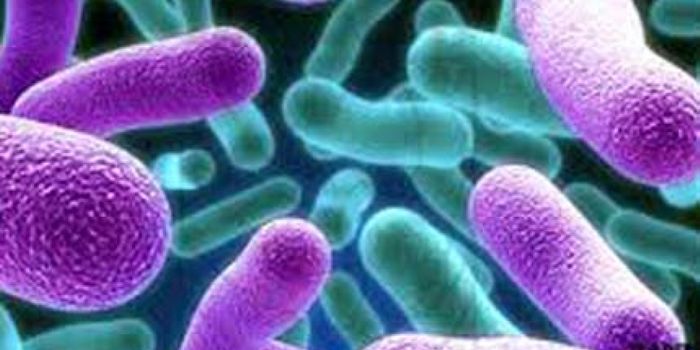 Clever Tuberculosis Bacteria Have A Secret Hiding Place