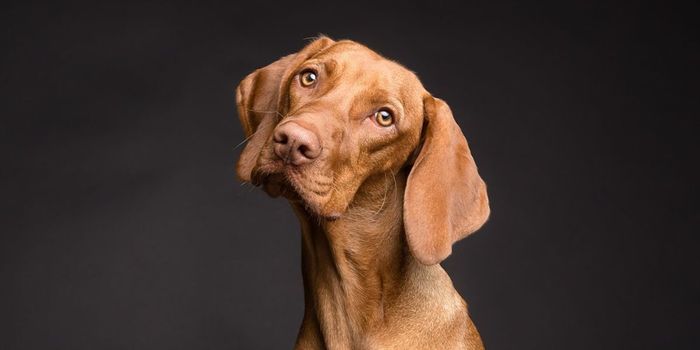 Why Do you Have a Dog? It Could be Genetic