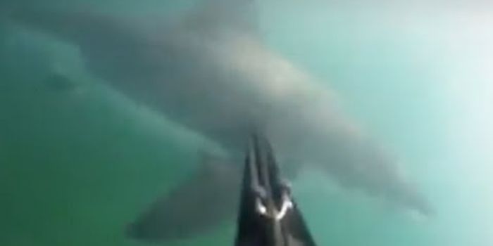GoPro Video Captures a Diver's Great White Shark Attack