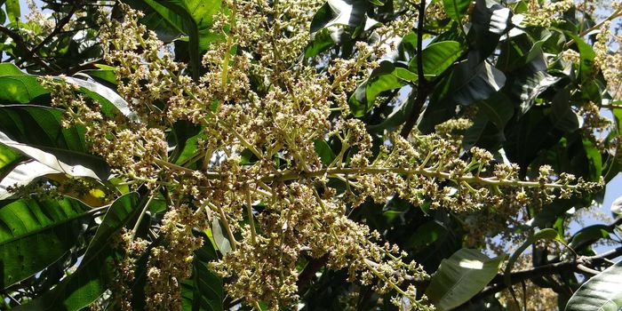 Protecting the Mango Plant with Signal Interference