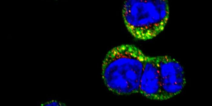 Protecting B Cells from Cancer-Inducing DNA Damage