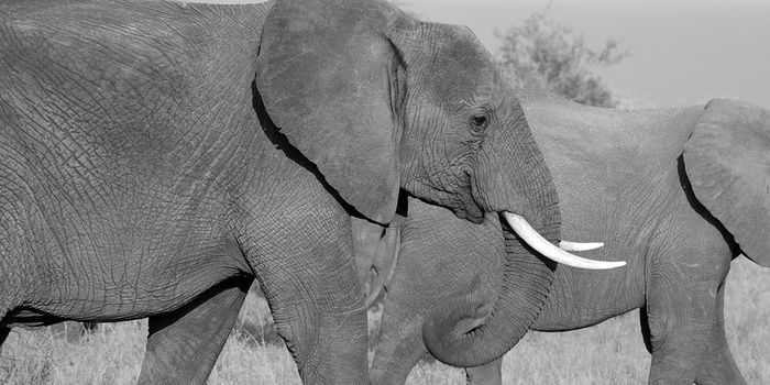 What Can Elephants Teach Us About Cancer?