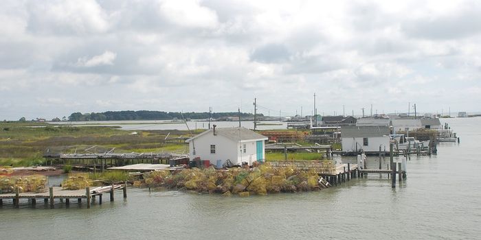 Submerged aquatic vegetation help to buffer bays against acidification