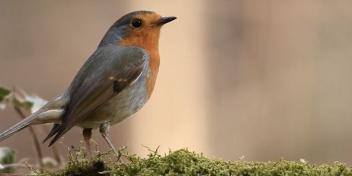 Consequences of Sixth Mass Extinction Threaten Humanity