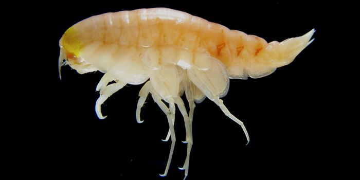 World's Deepest Trenches Polluted to Extremes