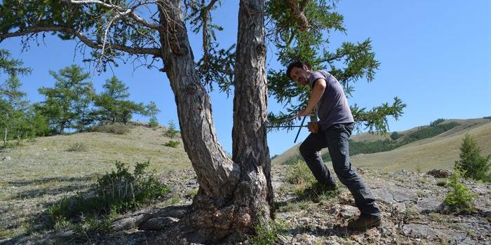 Tree Rings Tell All: Summer of 2023 Was the Hottest in Millennia