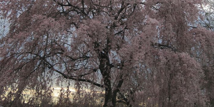 Researchers Create the Largest Family Tree, For All Humanity