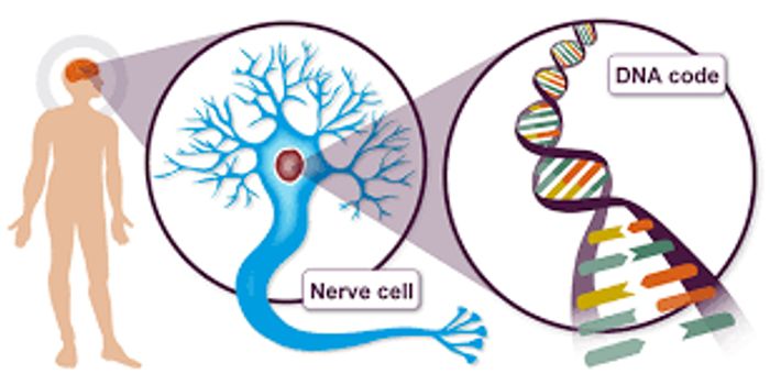 Genes Involved In Dementia Identified