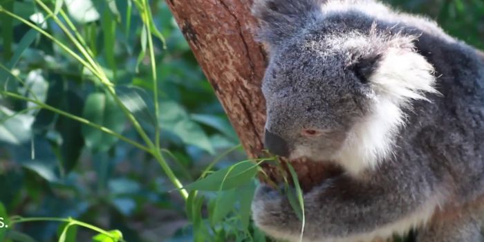 Climate Change Impacts Koala Bears