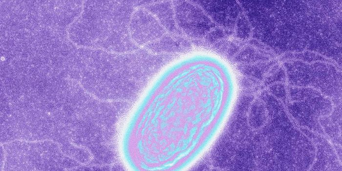 Experiments support conductivity claims for microbial nanowires
