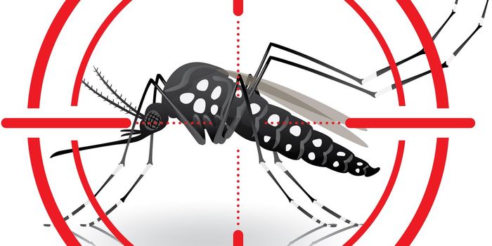 Bacteria aid in fight against Zika