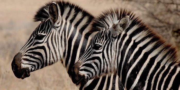 Why Do Zebras Have Stripes?