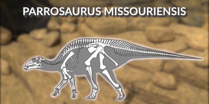 New Species of Duckbill dinosaur discovered in Missouri