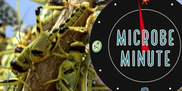 The Coordination of Locusts