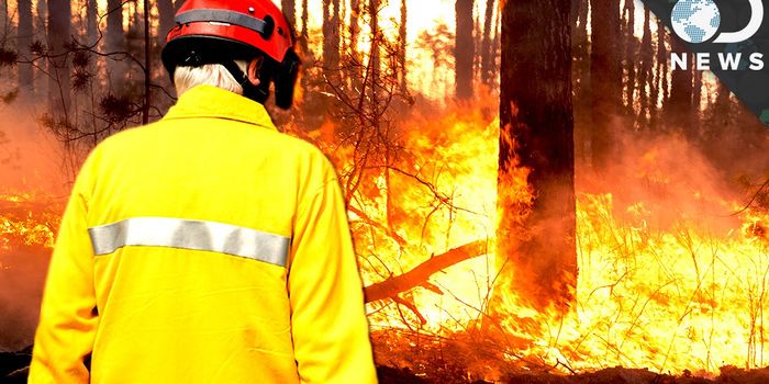 What Would Smokey Say?