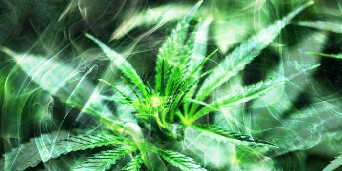 Cannabis Improves Symptoms in Over Half of Patients with Parkinson's Disease