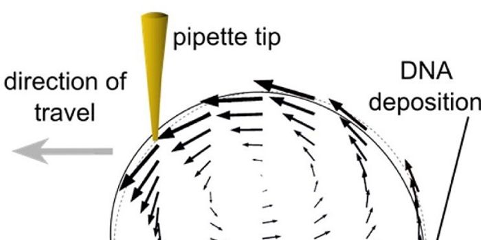 Untangling DNA with Drop of Water, Pipet, and Polymer