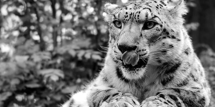 Hundreds of Snow Leopard Killings Each Year Reportedly Go Undetected
