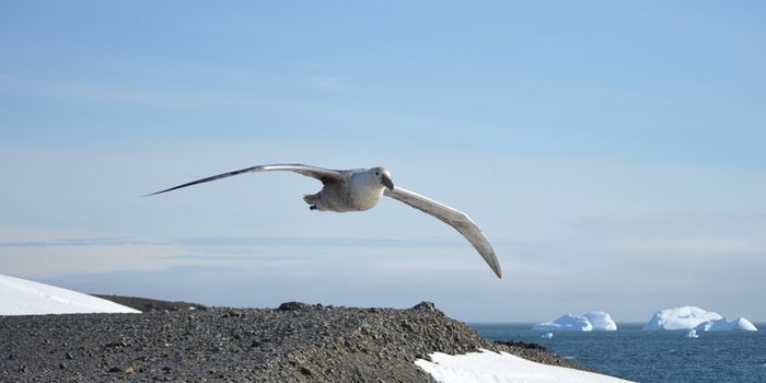 Equatorial winds documented in Antarctica for the first time