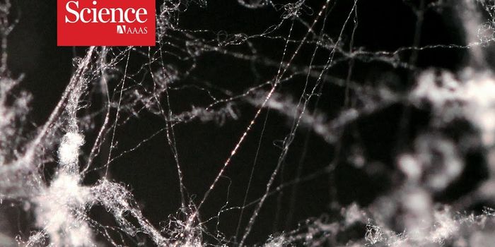 Unraveling the Secret Behind the Strength of Spider Web