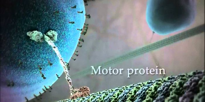 Interaction in Motor Proteins Found to be Significant