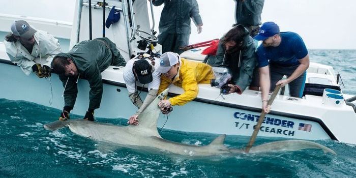 Hammerhead Sharks Found to Swim on Their Sides to Save Energy