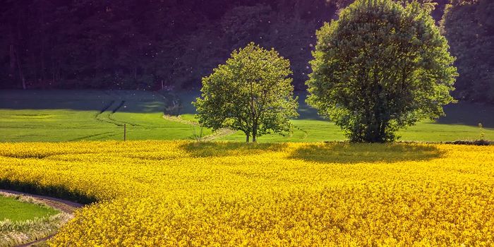 Oilseed rape crops thrive under climate change