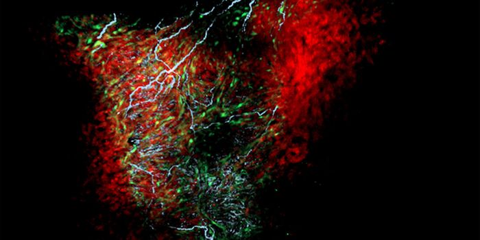 A New Type of Heart Cell is Identified