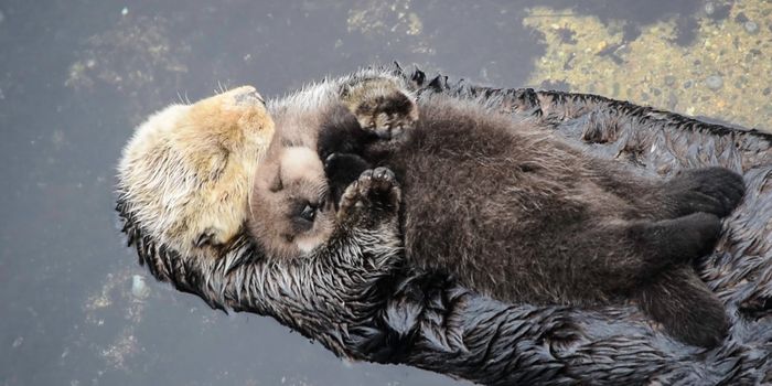This Day-Old Sea Otter is Filmed Sleeping on its Mother