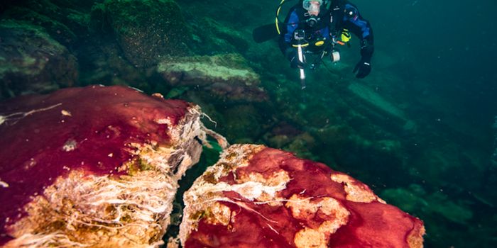 Did Longer Days Help Fuel the Growth of Life on Earth?