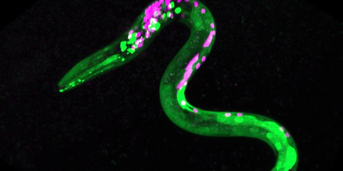 New Study Shows That Marijuana Has Similar Effects on Nematode Worms as it Does Human Appetites