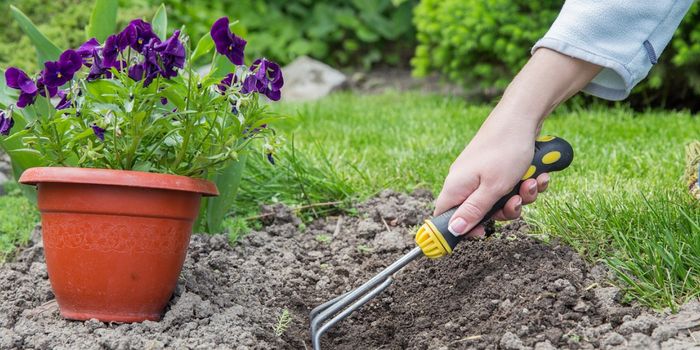 Soil Microbes Help Reduce the Risk Pathogens Pose to Humans