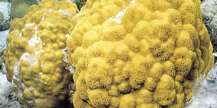 The coral - microbe connection