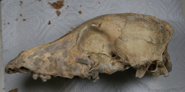 Modern Dogs Likely Came From one Geographic Area