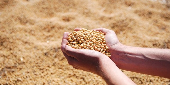 A diet rich in phytoestrogens can help combat inflammation in multiple sclerosis.