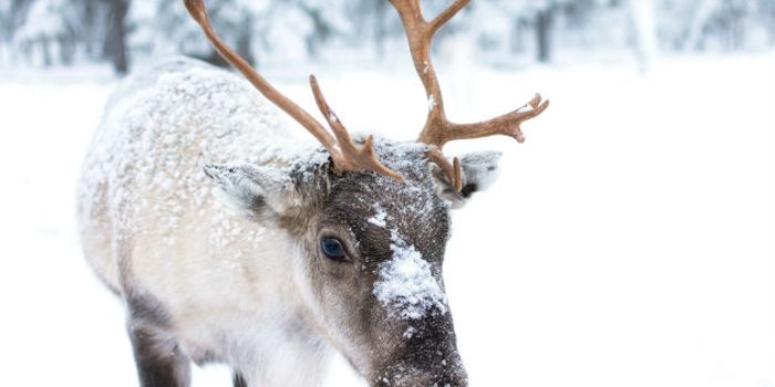 Climate Change is Causing Reindeer to Shrink in Size
