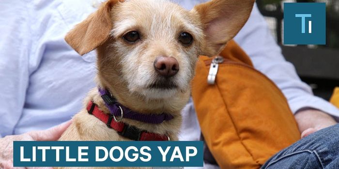 Ever Notice That Small Dogs Are Noisier Than Big Dogs? Here's Why