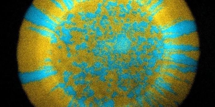 Gut Bacteria Chit-Chat Amongst Themselves