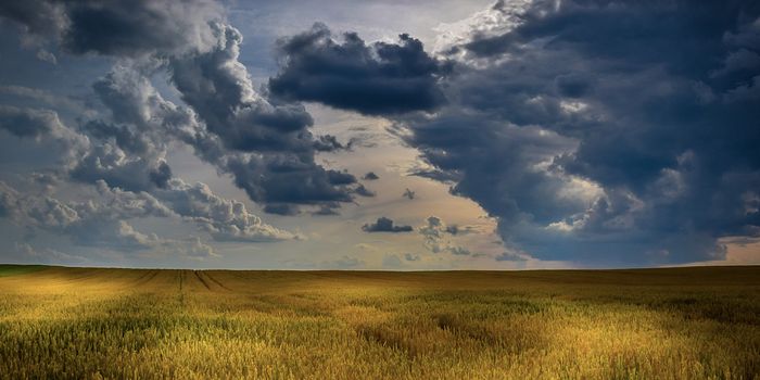 Fungal Toxins are a Growing Threat to Wheat, Researchers Warn